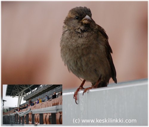 M&auml;rk&auml; varpunen